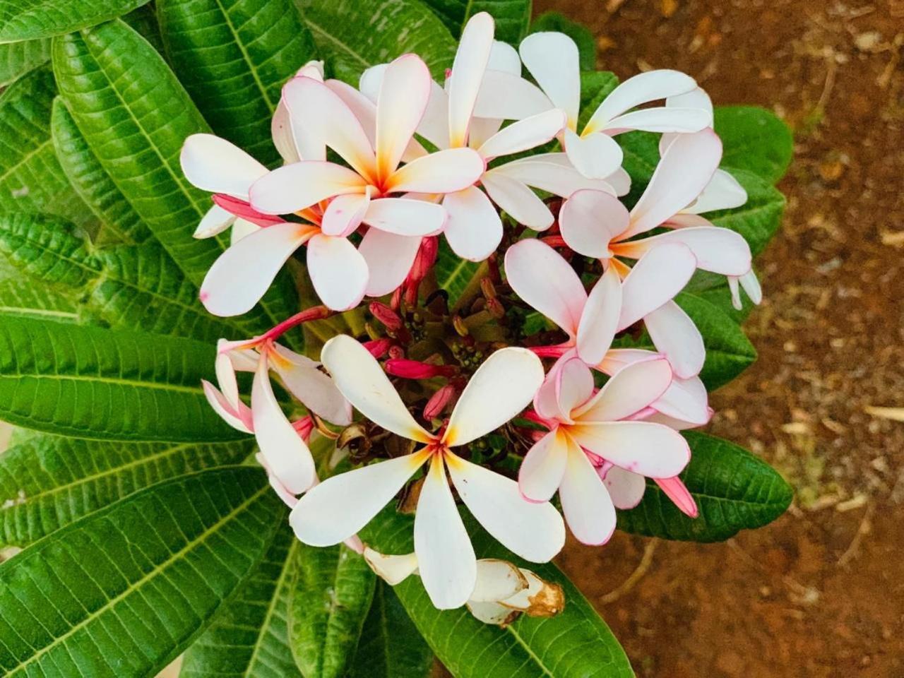 Mizzle Exotica Lonavala Apartman Kültér fotó